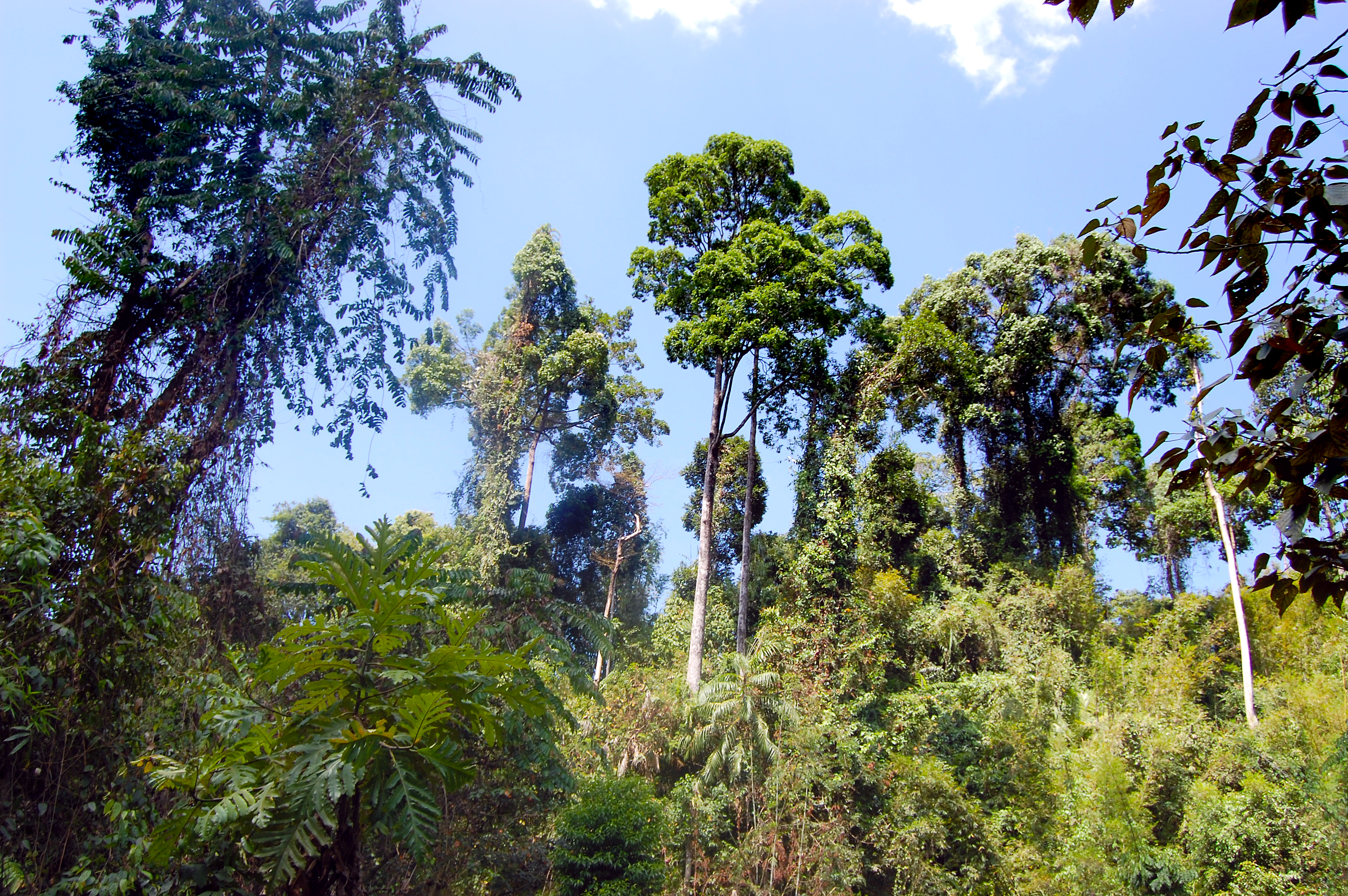 Dschungelsafari im Khao Sok Nationalpark