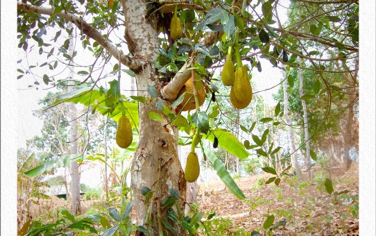 Jackfruit-Baum