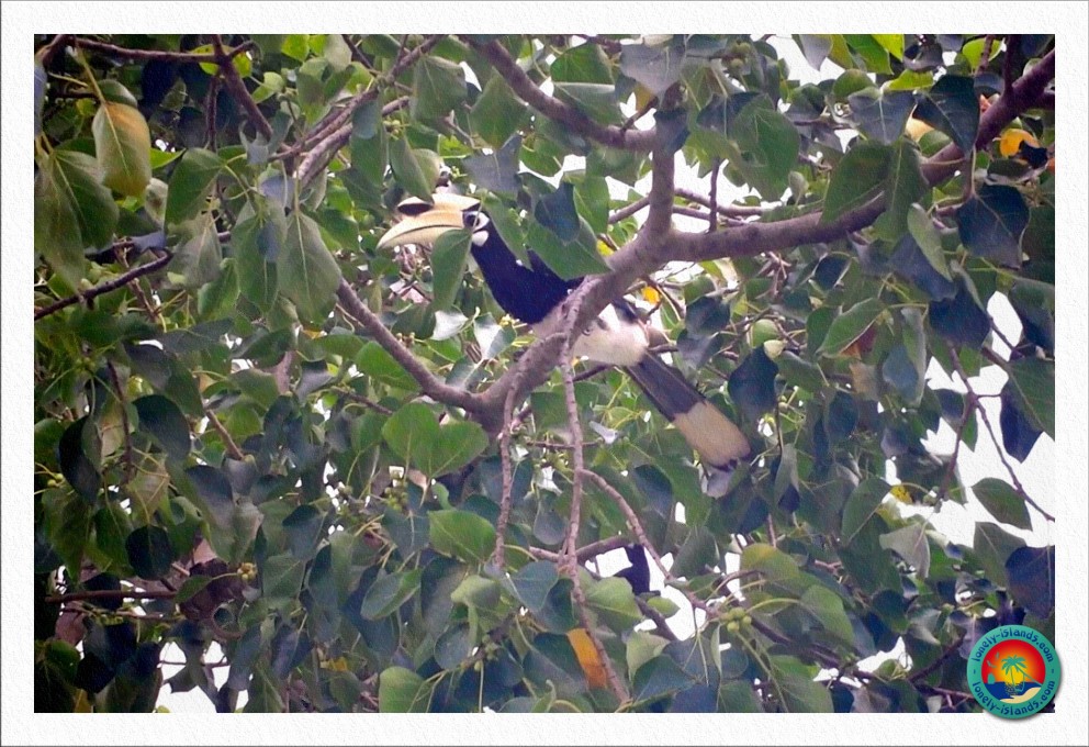 einer von vielen Nashornvögeln auf Koh Ngai