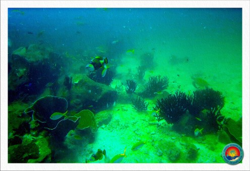 Unterwasserwelt Malaysia`s