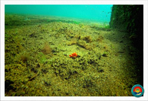 orangener frogfish